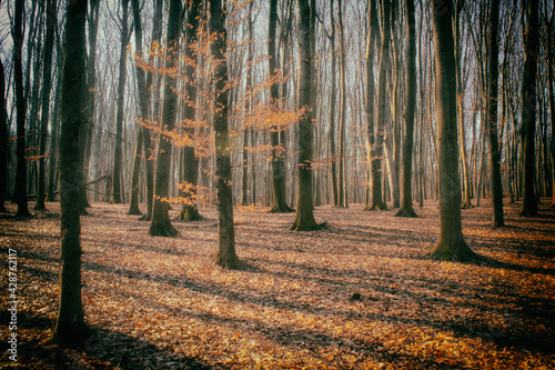 Lane Running Through Deciduous Forest At Dawn Or Sunrise.