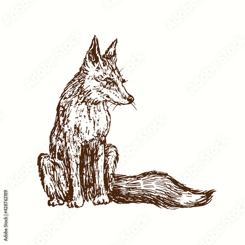 Fox sitting. Ink black and white doodle drawing in woodcut style.