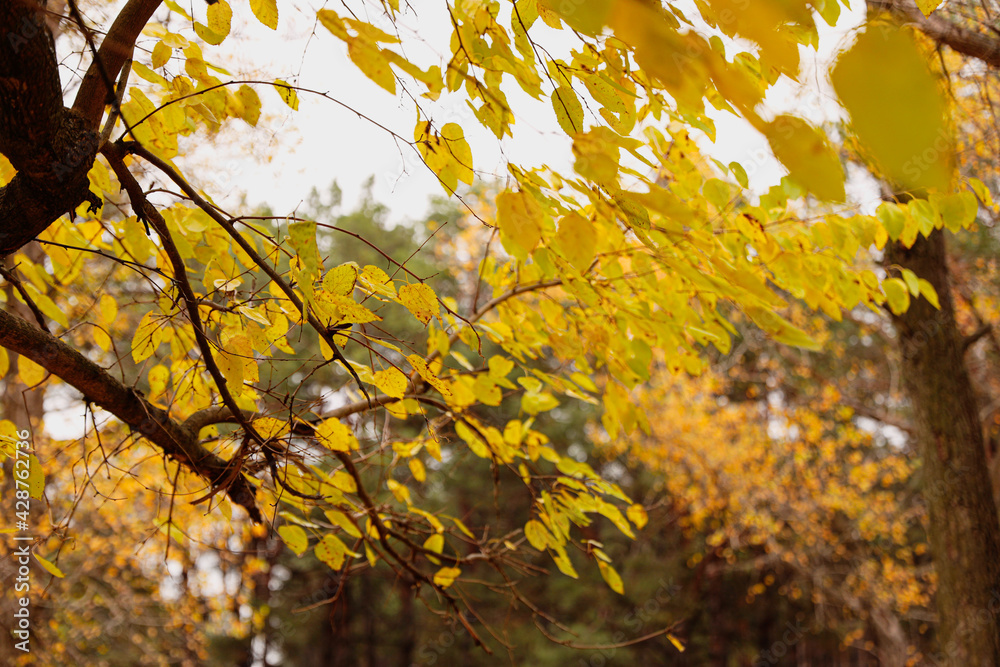 Beautiful view of autumn forest, focus on branch with golden leaves