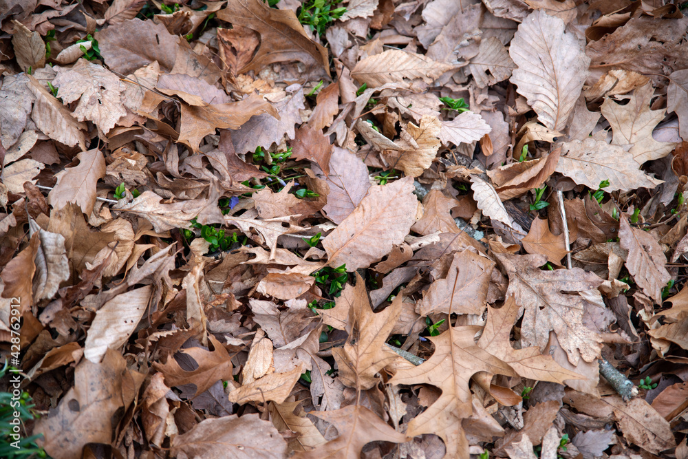 Close up high angle view of leaves on a forest floor with new green growth Close up high angle view of leaves on a forest floor with new green growth