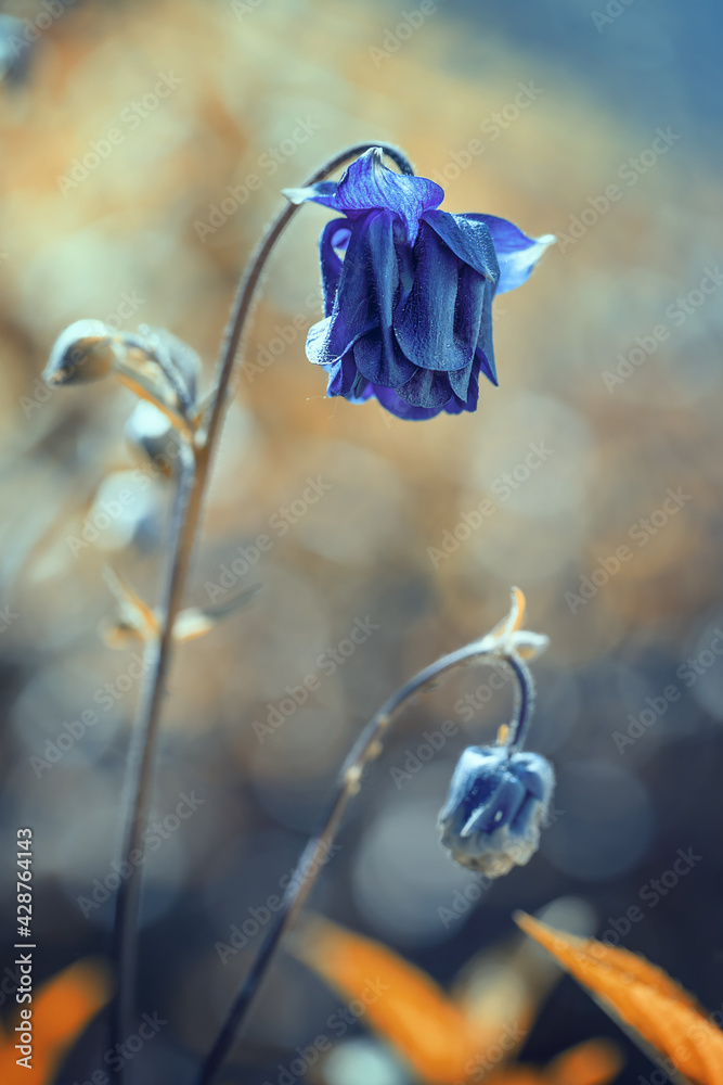Kwiaty, niebieskie orliki w ogrodzie (Aqulegia vulgaris) - obrazy, fototapety, plakaty 