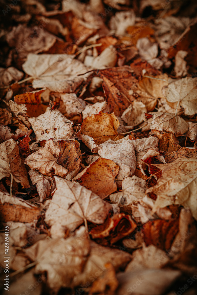 texture of dry yellow and orange lime leaves in a heap