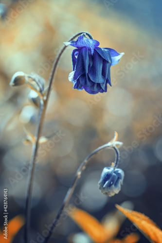 Kwiaty, niebieskie orliki w ogrodzie (Aqulegia vulgaris)