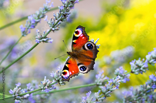 butterfly on a flower