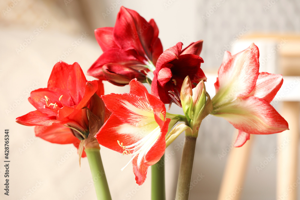 Obraz premium Beautiful red amaryllis flowers at home, closeup