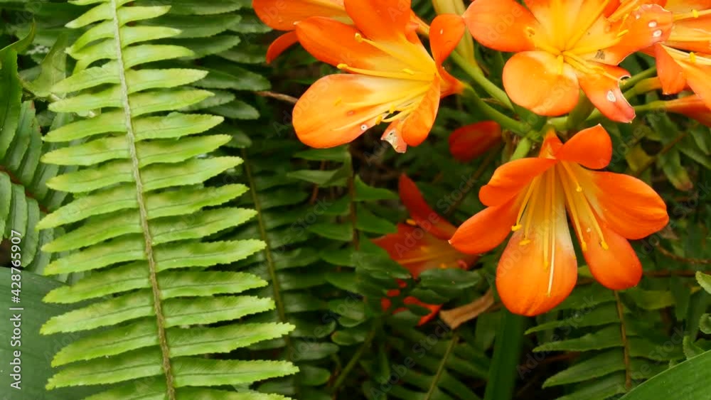 Natal bush kafir lily flower, California, USA. Clivia miniata orange