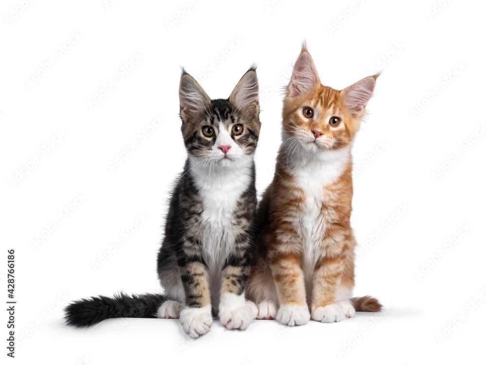Duo of two cute Maine Coon cat kittens, sitting beside each other facing front. Looking towards camera. Isolated on a white background.