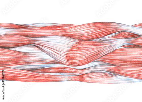 muscle waves, horizontal seamless pattern, color pencils, for frames and borders, graphic illustration with red lines isolated on a white background in hand drawn style