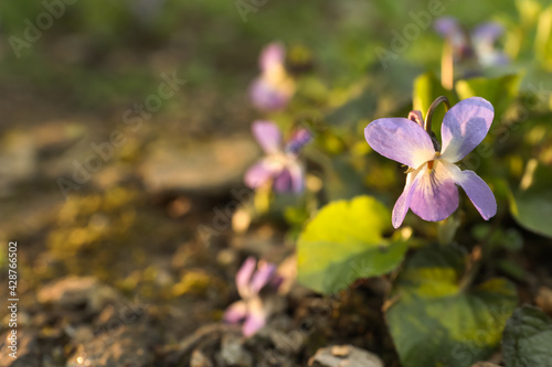 Beautiful wild violets blooming in forest  space for text. Spring flowers