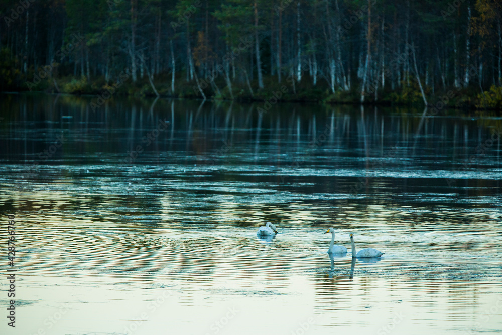 Fototapeta premium Whooper swan group in a lake in Lapland, Finland