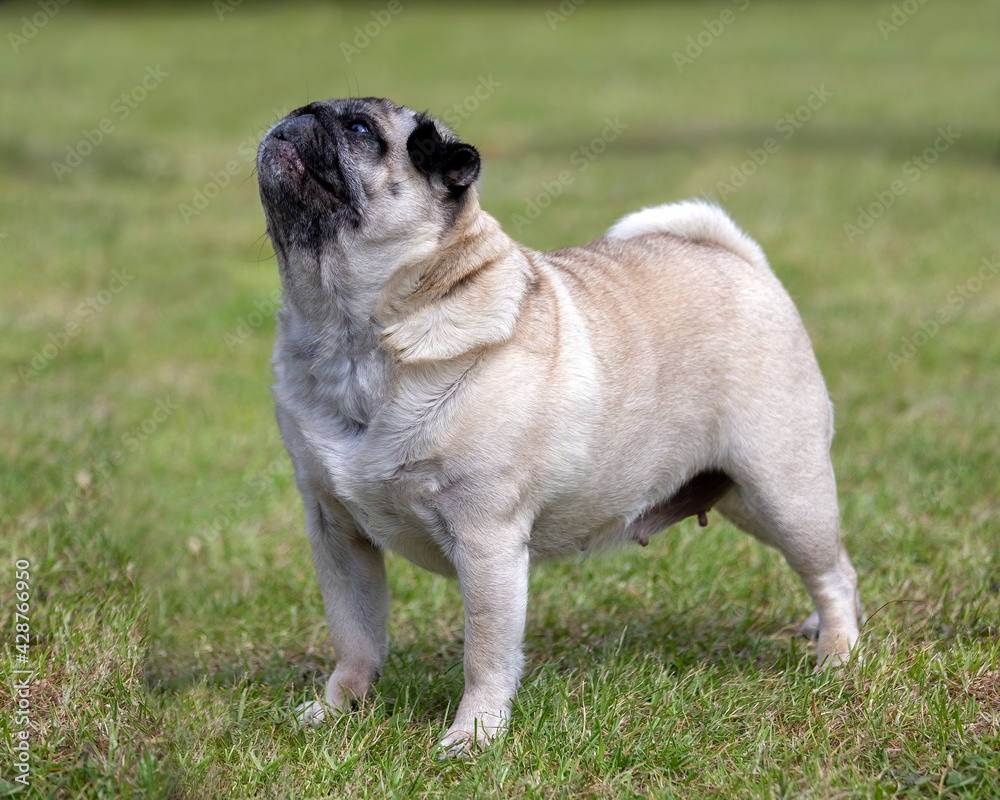 Pug dog