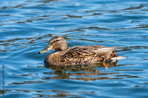 Beautiful female mallard duck swimming alone in the lake, close up