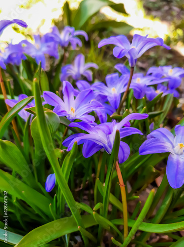Fototapeta Naklejka Na Ścianę i Meble -  Chionodox. Spring flowers