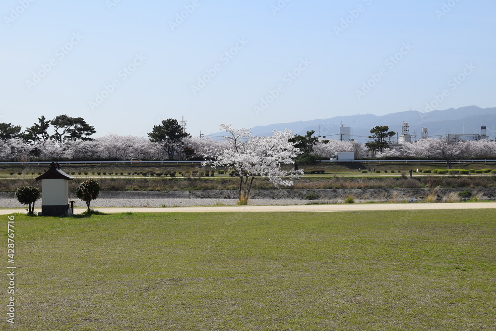 Fototapeta premium 武庫川