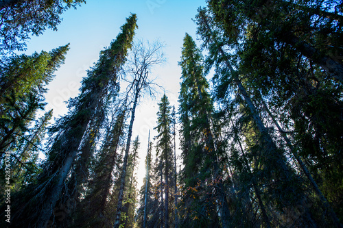 Autumn landscape in Yllas Pallastunturi National Park, Lapland, Finland photo