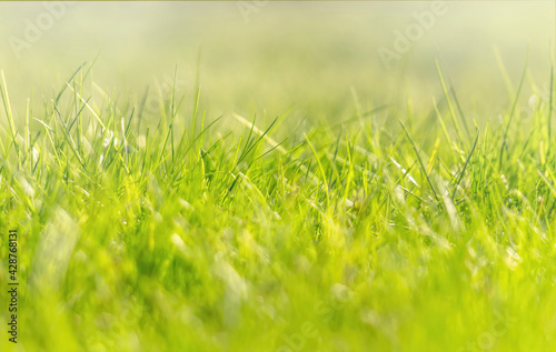 Green foliage and sun glare. Blurred background with bokeh pattern
