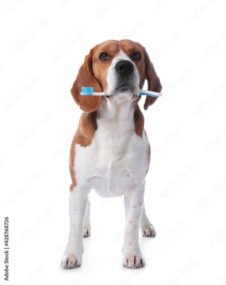 Cute dog with toothbrush on white background