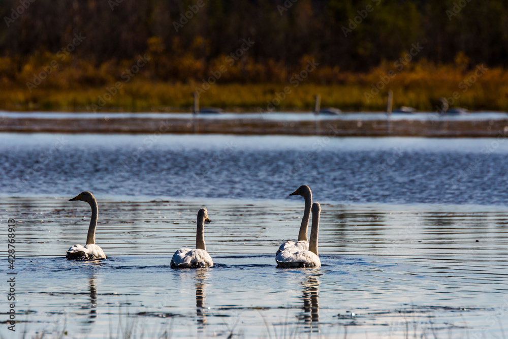 Fototapeta premium Whooper swan group in a lake in Lapland, Finland