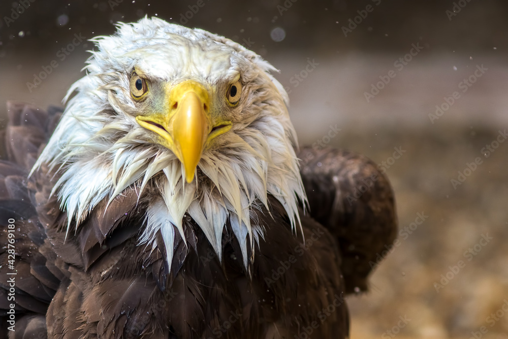 Obraz premium Bald eagle in close-up. Dynamic eagle face on to camera