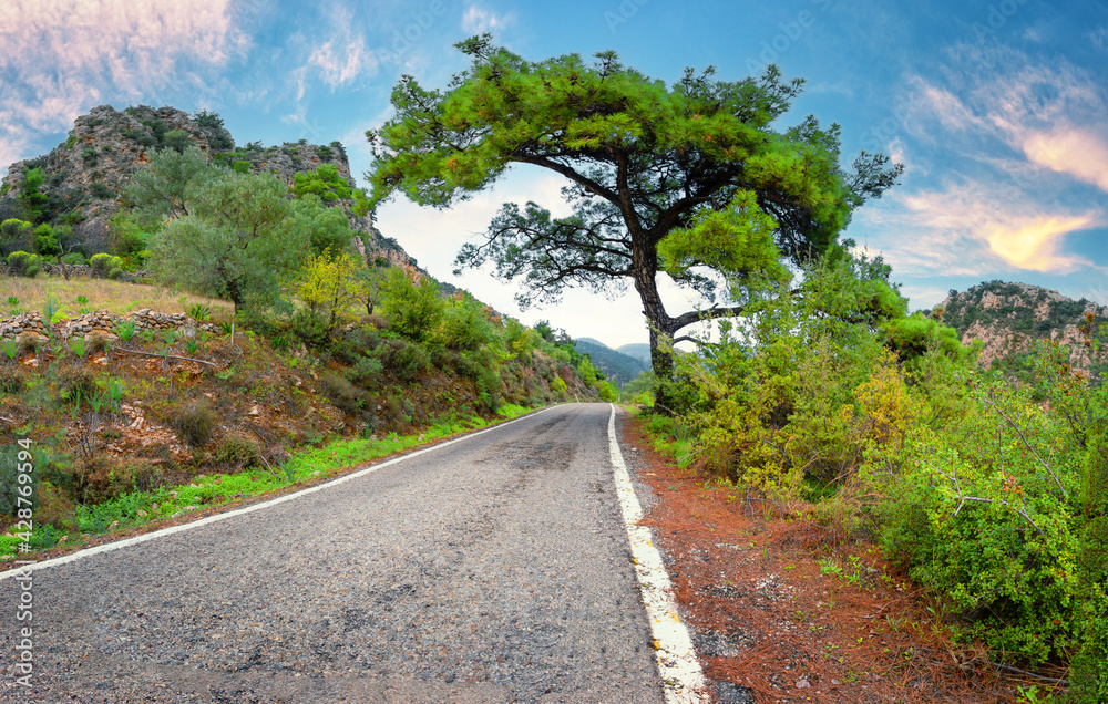 Asphalt road under tree in mountains during day Asphalt road under tree in mountains during day