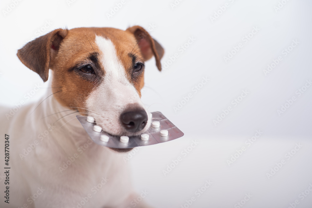 Little doggy Jack Russell Terrier with a blister of pills in his mouth on a white background. Veterinary treatment