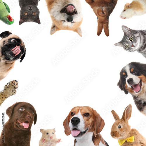 Cute different animals on white background, collage