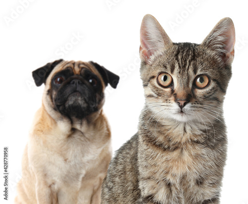 Adorable cat and dog on white background