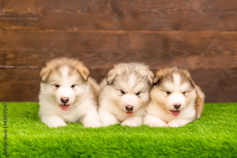 Fluffy Malamute puppies lie on the backyard lawn of the house.