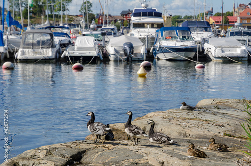 Ducks and boats in harbor Djurgarden Stockholm Sweden