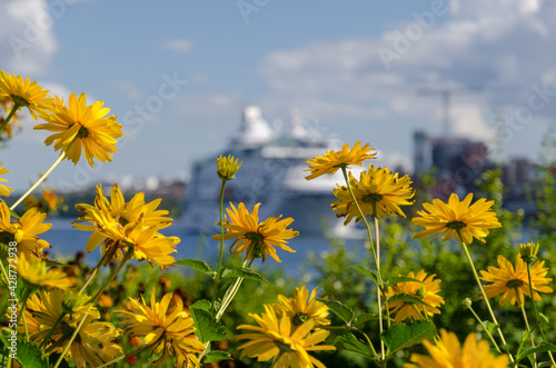 Yellow flowers and big passenger liner ship in harbor Djurgarden Stockholm Sweden