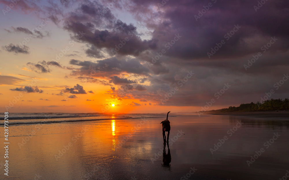 Beautiful sunset sky with along black dog on the beach in Matapalo, Costa Rica. Central America. Sky background on sunset. Tropical sea. Beautiful sunset sky with along black dog on the beach in Matapalo, Costa Rica. Central America. Sky background on sunset. Tropical sea.