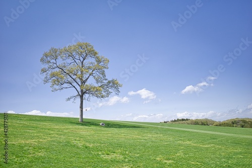 草原にある1本の木 © 藤伸 伊