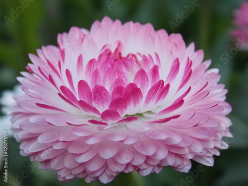  Beautiful delicate daisy flower with pink and white petals close-up on a blurred green background