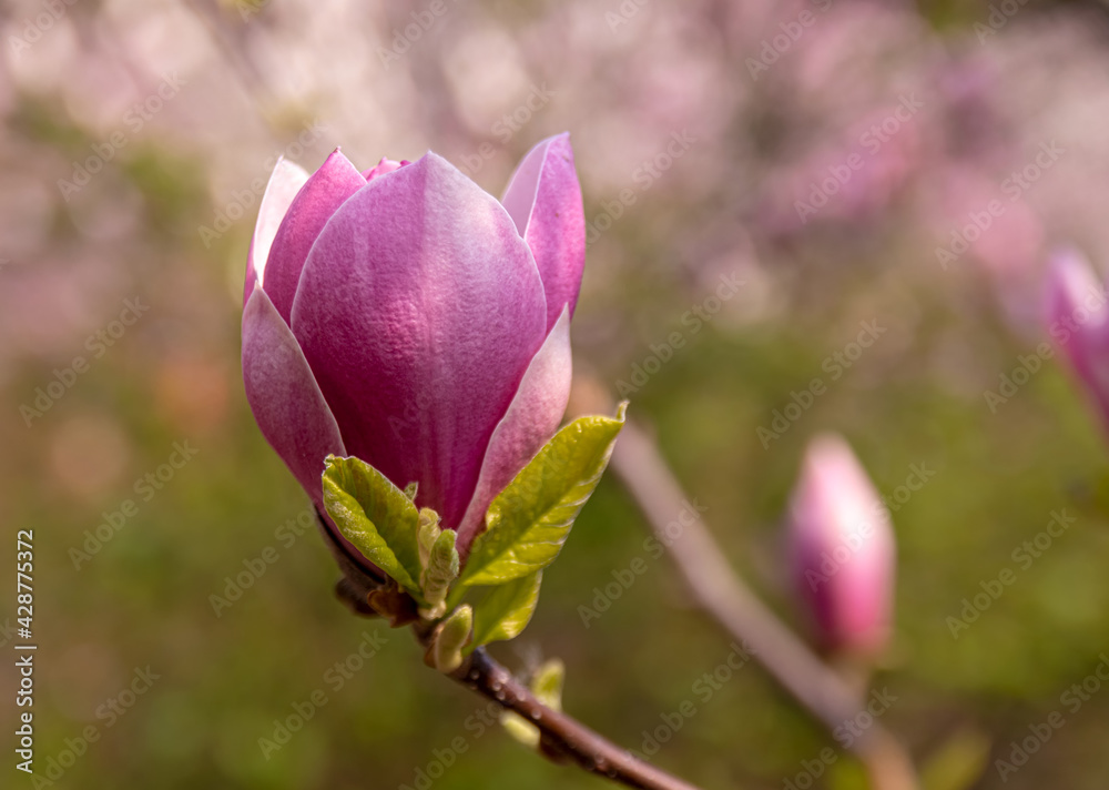 Magnolia Flowers. Magnolia is a genus of flowering plants of the Magnolia family, containing about 240 species. Magnolia Flowers. Magnolia is a genus of flowering plants of the Magnolia family, containing about 240 species.