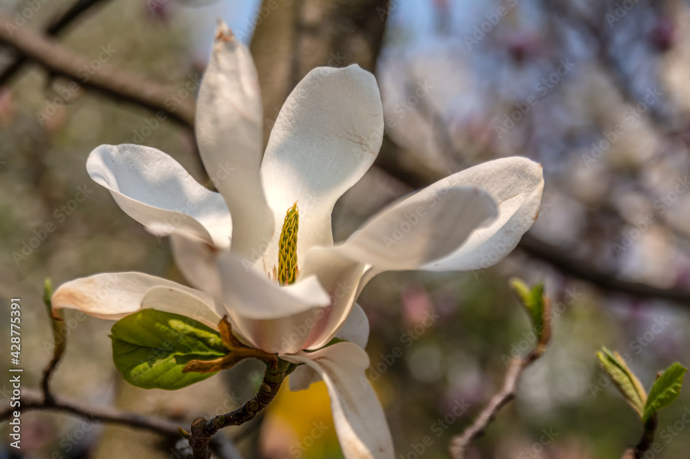 Magnolia Flowers. Magnolia is a genus of flowering plants of the Magnolia family, containing about 240 species. Magnolia Flowers. Magnolia is a genus of flowering plants of the Magnolia family, containing about 240 species.