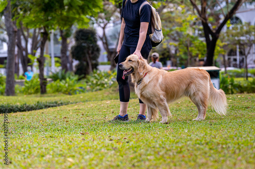 Lovely golden retriever dog walking with his owner on grass lawn © Quang