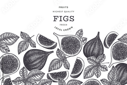 Hand drawn fig fruits design template. Organic fresh food vector illustration. Retro fig fruit banner.