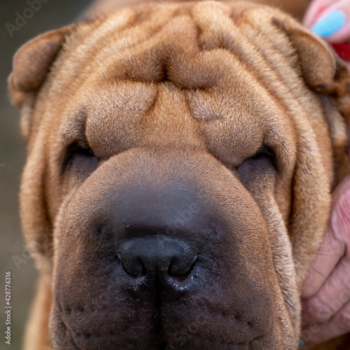 Canvas Print Shar pei head close up
