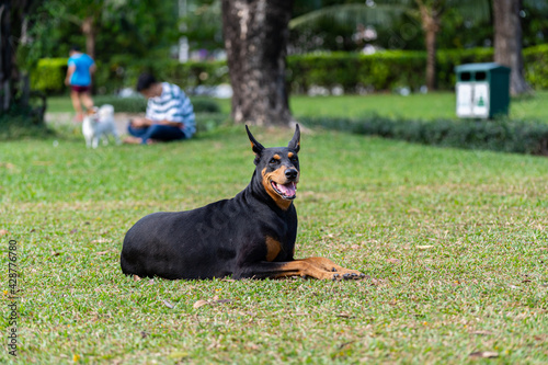 Happy Dobermann dog sitting on grass lawn at the park