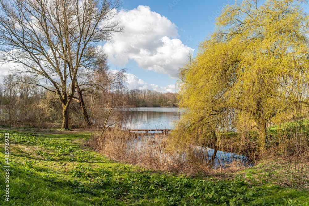 Weeping willow at the edge of the water of a small Dutch lake on a sunny day in the beginning of the spring season. The tree is budding subtly soft green. Weeping willow at the edge of the water of a small Dutch lake on a sunny day in the beginning of the spring season. The tree is budding subtly soft green.