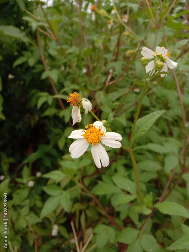 Fototapeta premium white and yellow daisy