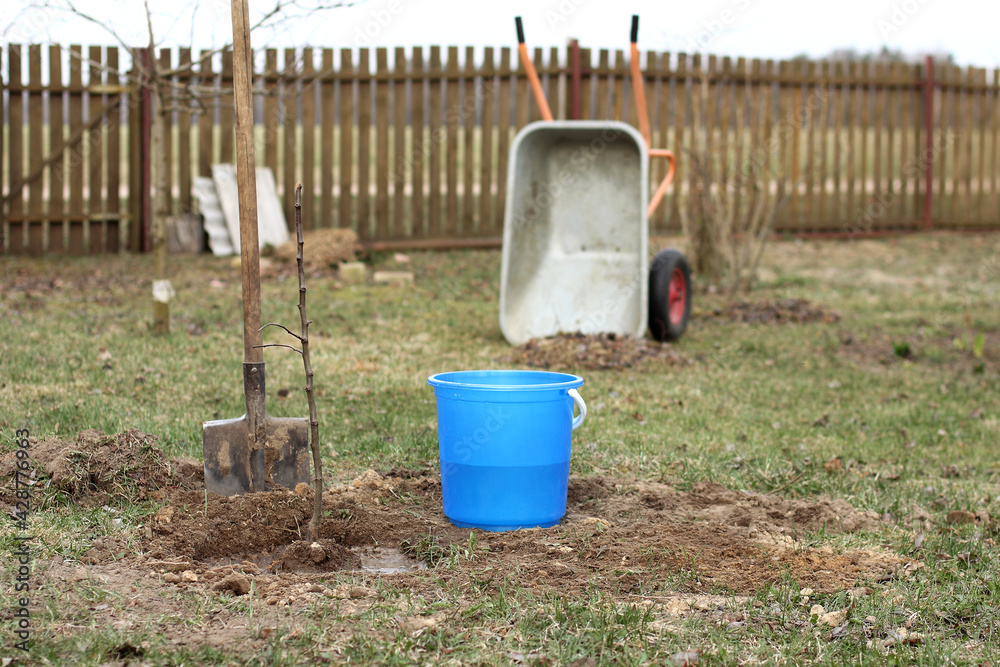 apple tree seedling planted in the garden and a shovel with a bucket of water on the background of a garden wheelbarrow. spring works on the village plot apple tree seedling planted in the garden and a shovel with a bucket of water on the background of a garden wheelbarrow. spring works on the village plot