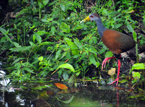 Grey-necked Wood Rail, Arenal, Costa Rica