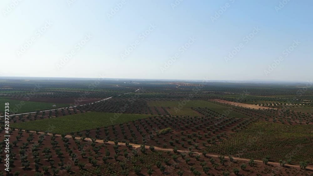 spanish ground with olive trees spanish ground with olive trees