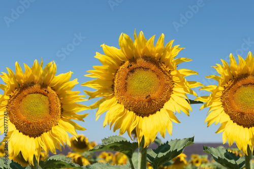 Sunflowers in the field against blue sky. Close up.