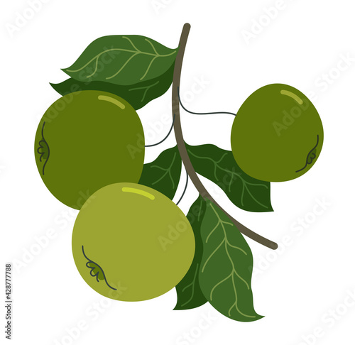 Wild green fresh unripe apples vector flat drawing isolated on white background.