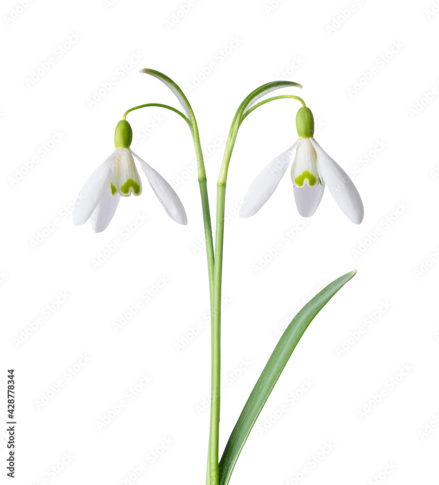Spring snowdrops, blooming and fresh, isolated on white background. Spring snowdrops, blooming and fresh, isolated on white background.