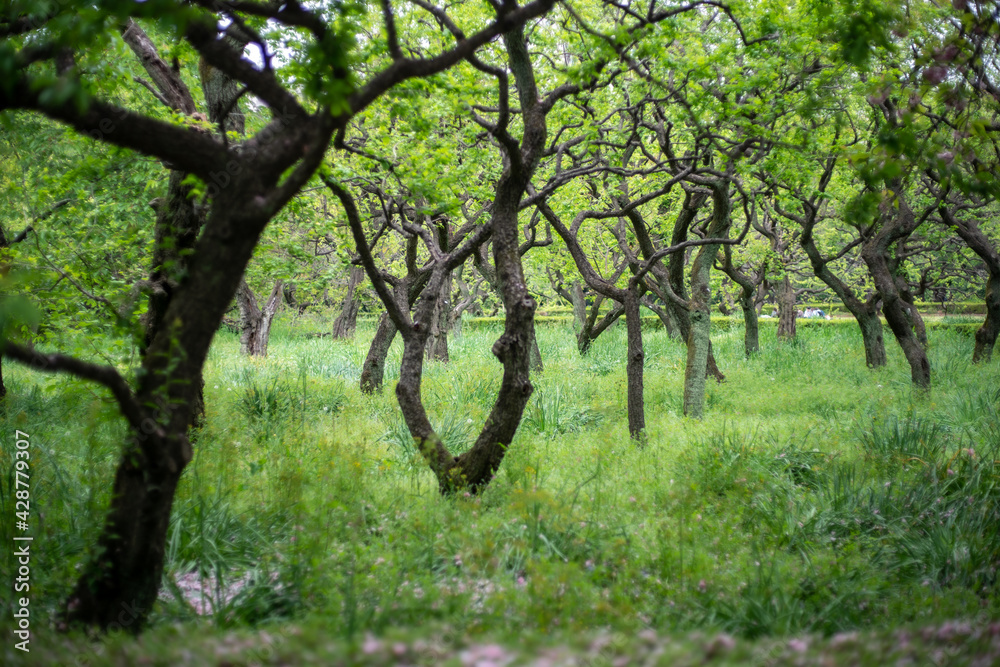 Obraz premium 生い茂った木々