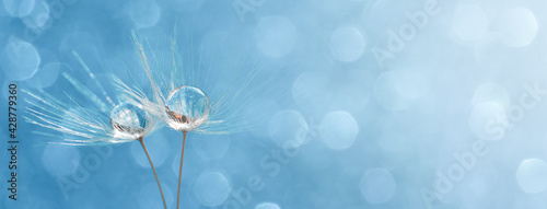 dandelion on a blue background, two dandelions with water drops