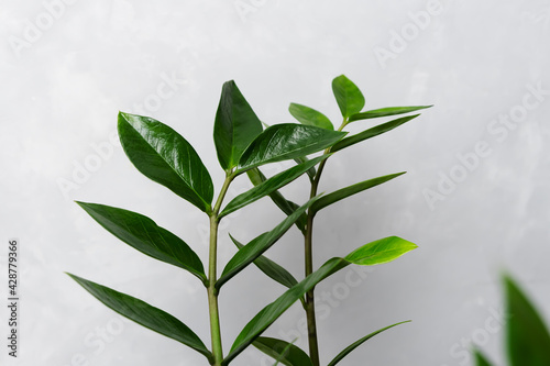 Sprigs with leaves of zamiokulkas on a gray background. The concept of minimalism. The poster. Selective focus photo